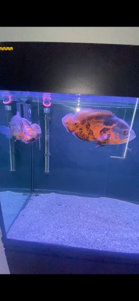 Aqua One Brilliance 120 Aquarium Setup – Complete Package with 2 Tiger Oscars Carousel 3