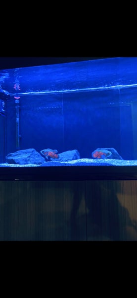 Aqua One Brilliance 120 Aquarium Setup – Complete Package with 2 Tiger Oscars Carousel 1