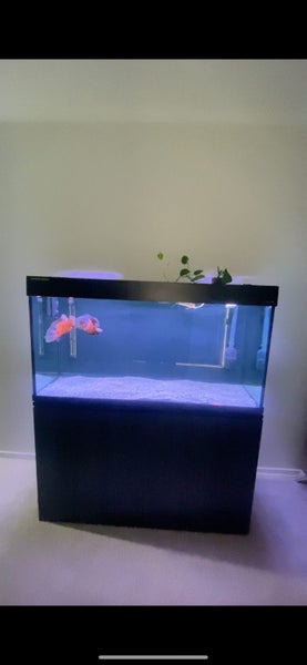 Aqua One Brilliance 120 Aquarium Setup – Complete Package with 2 Tiger Oscars Carousel 2