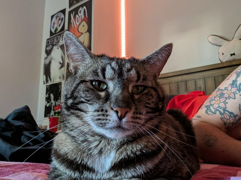 Veronica: A Gentle, Snuggly Girl Looking for a Calm Forever Home Carousel 5