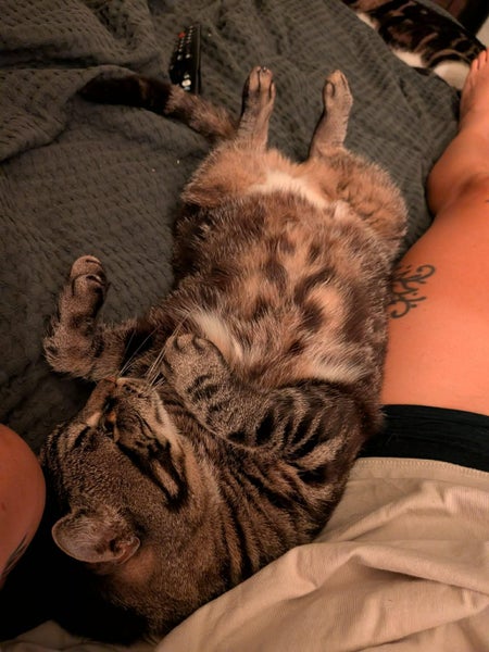 Veronica: A Gentle, Snuggly Girl Looking for a Calm Forever Home Carousel 2