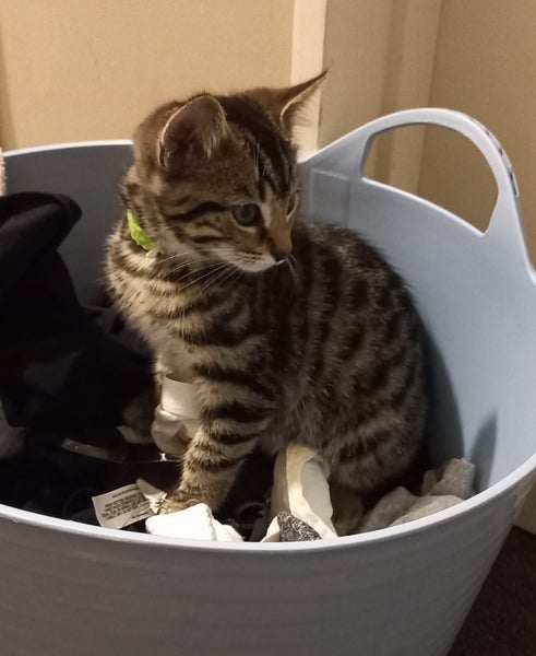 Invictus 9 week male - Cat Care Rangiora Carousel 1