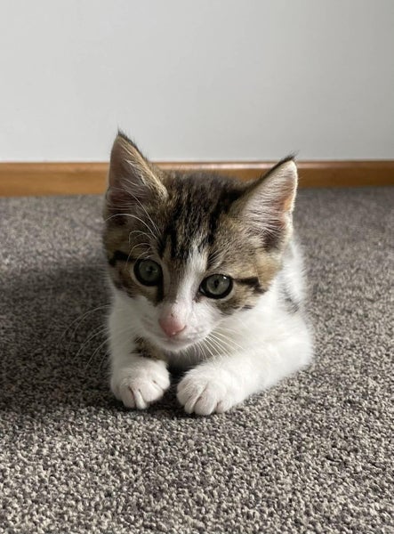 Lucien 12 week male - Cat Care West Eyerton Carousel 1