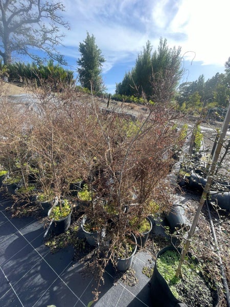 Dacrycarpus Dacrydioides Kahikatea 8.5L, ht.70cm - 1.5m...x42 Carousel 1
