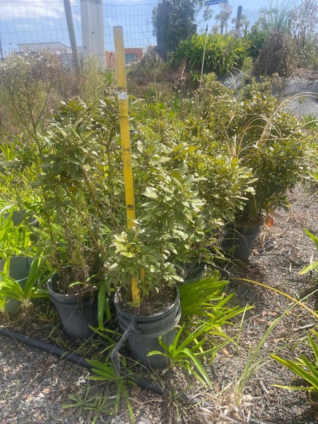 Native mix 8.5L, x16 Psedopanax purpurea 30-80cm and x30 Sophora mix sp. 12-1.8m Carousel 1