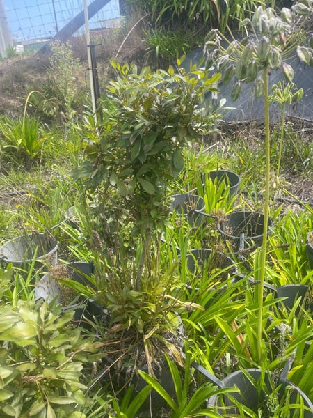 Native mix 8.5L, x16 Psedopanax purpurea 30-80cm and x30 Sophora mix sp. 12-1.8m Carousel 2