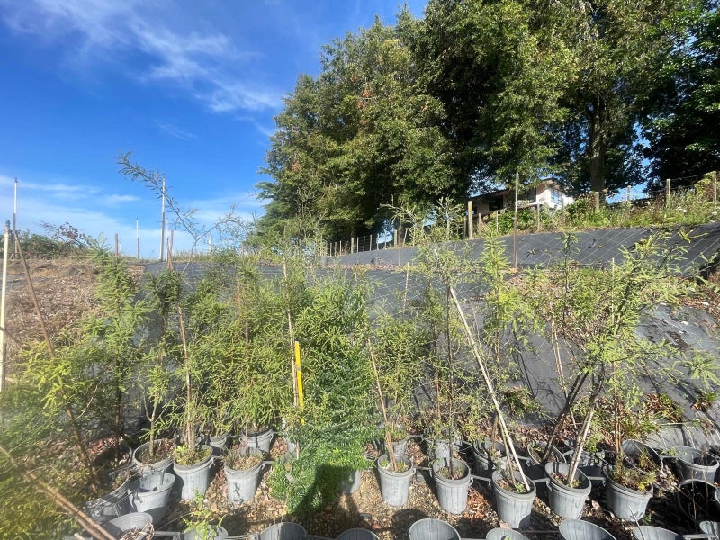 Native mix 8.5L, x16 Psedopanax purpurea 30-80cm and x30 Sophora mix sp. 12-1.8m Carousel 3