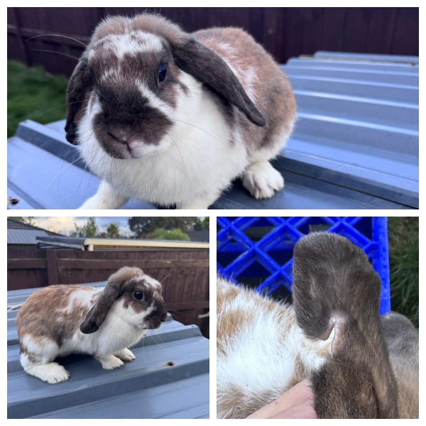 very cute Pure Bred mini Lops Carousel 5
