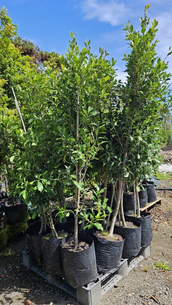 Ficus tuffi 25L, ht. 1.5m - 2m...x24 Carousel 1