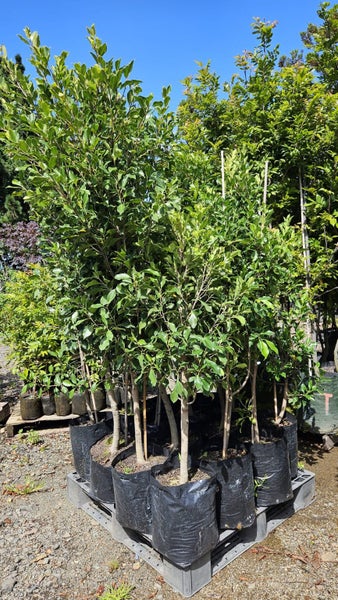 Ficus tuffi 25L, ht. 1.5m - 2m...x24 Carousel 2