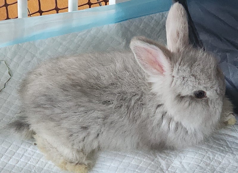 Pure bred English Angora Carousel 2