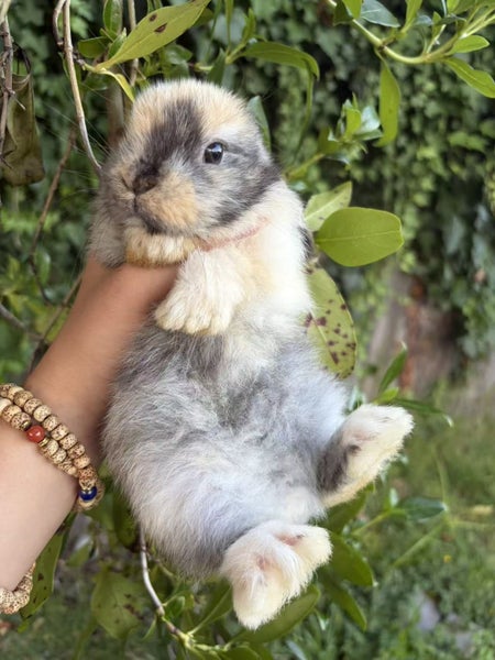 Mini Lop bunnies ready to go to their forever homes! Carousel 1