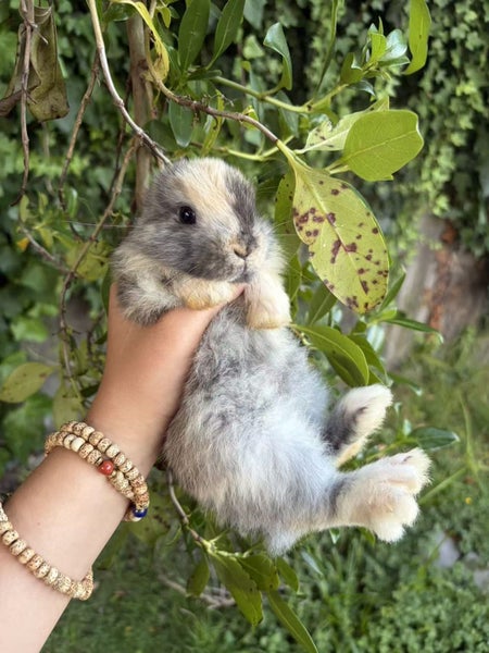 Mini Lop bunnies ready to go to their forever homes! Carousel 2