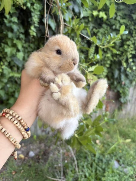 Mini Lop bunnies ready to go to their forever homes! Carousel 9