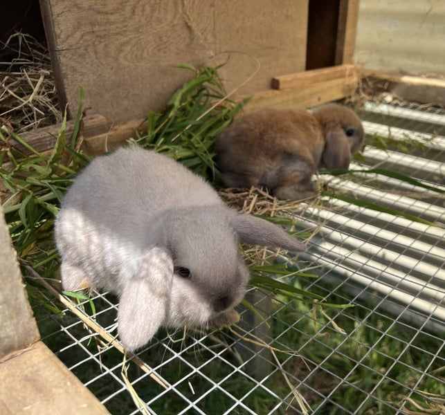 Adorable Minilops! Carousel 1