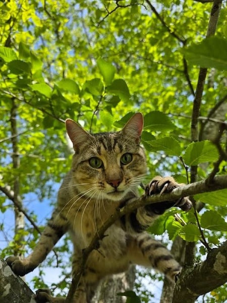 Jovan 1 yr male - Cat Care Loburn Carousel 1