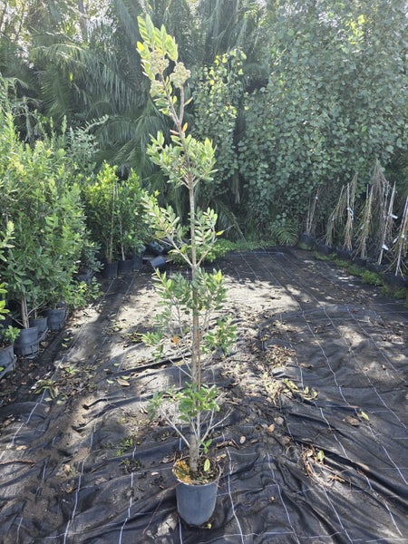 Metrosideros Maori Princess pohutakawa 4L, ht. 1.0-1.6m...x60 Carousel 1