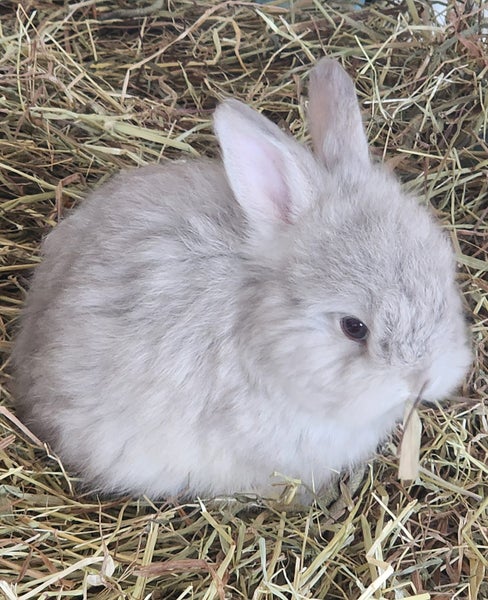 Pure bred English Angora Carousel 1