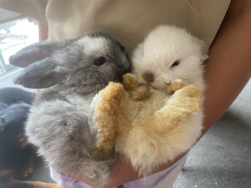 Mini Lop Fawn Rabbit needing a new home Carousel 16