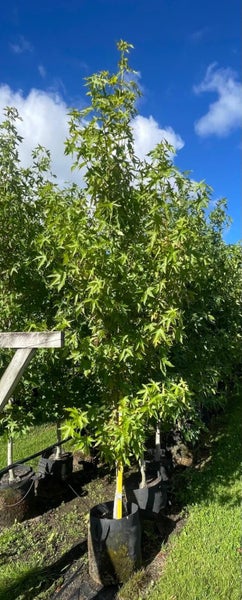Liquidambar styraciflua ‘Worplesdon’ (sweetgum) 45L, ht. 4m - overstocks Carousel 1