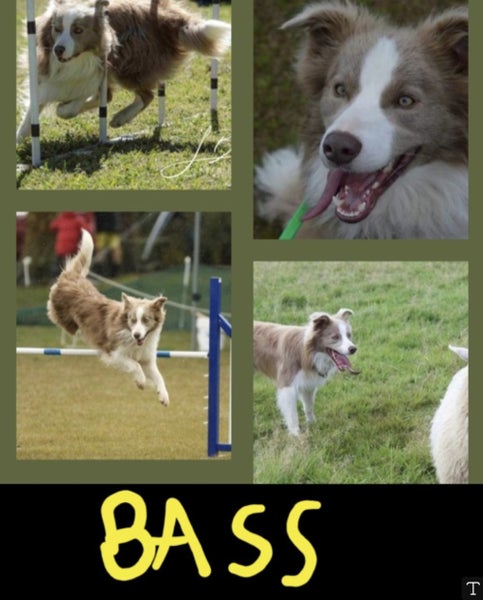 Border collie puppies Carousel 2