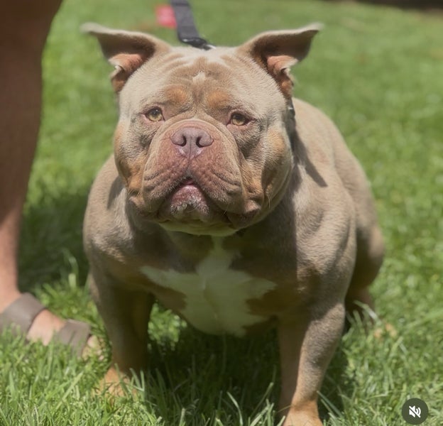 American bully (pocket) Carousel 9