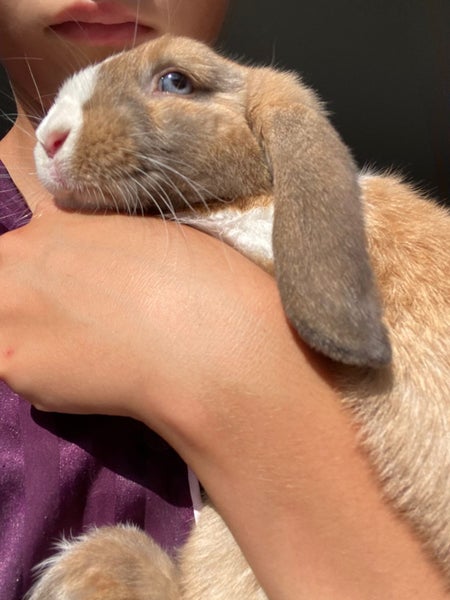 Beautiful Blue Eyed Purebred Mini Lop Carousel 1