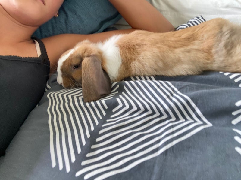 Beautiful Blue Eyed Purebred Mini Lop Carousel 2