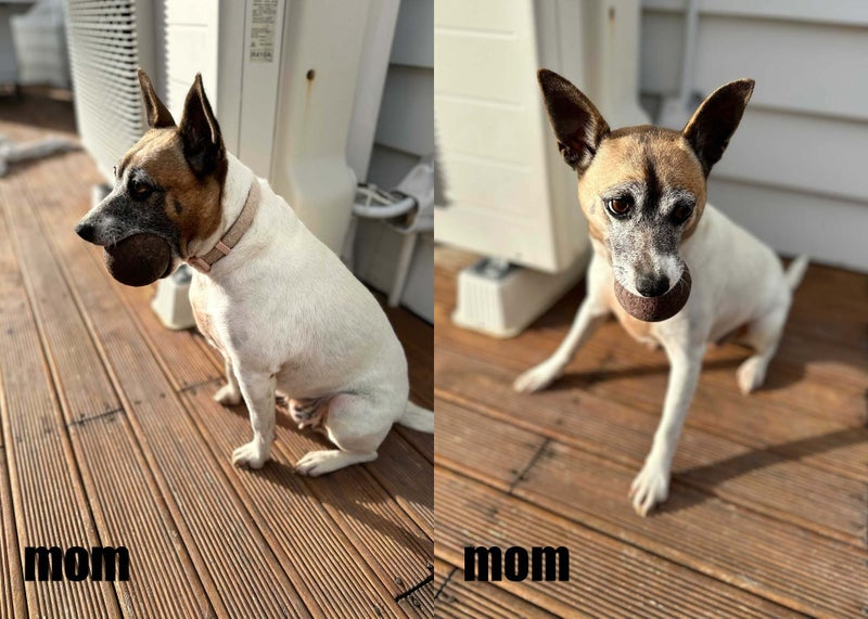 Purebred Fox Terrier Puppies for Sale Carousel 7