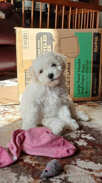 Bichon Puppies - gorgeous Carousel 1