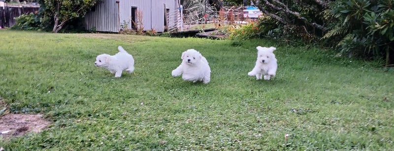 Bichon Puppies - gorgeous Carousel 2