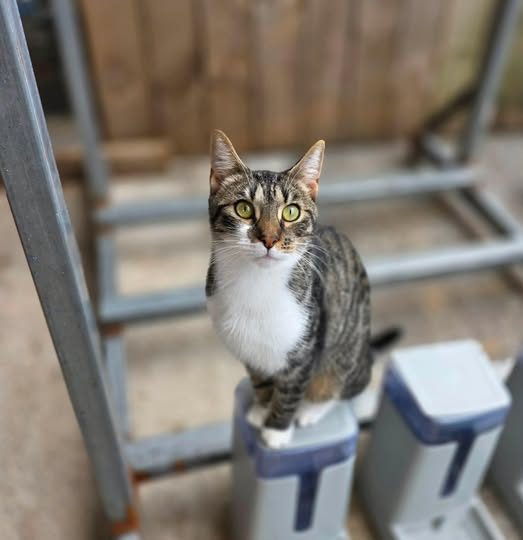 Rescue cat Clyde Carousel 1