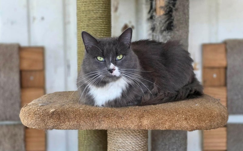 Rescue cat Cody Carousel 1