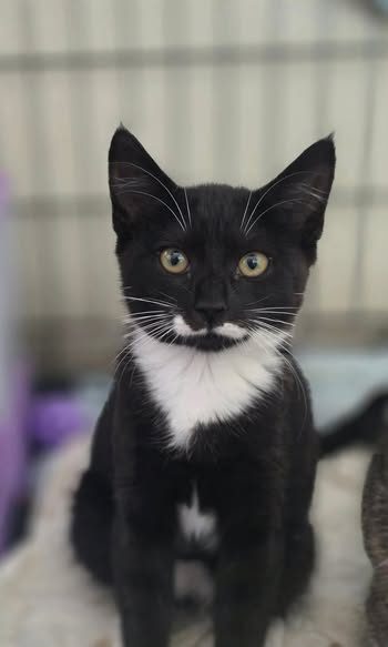 rescue kitten Grace Carousel 1