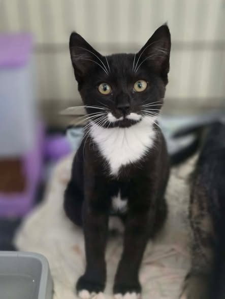 rescue kitten Grace Carousel 2