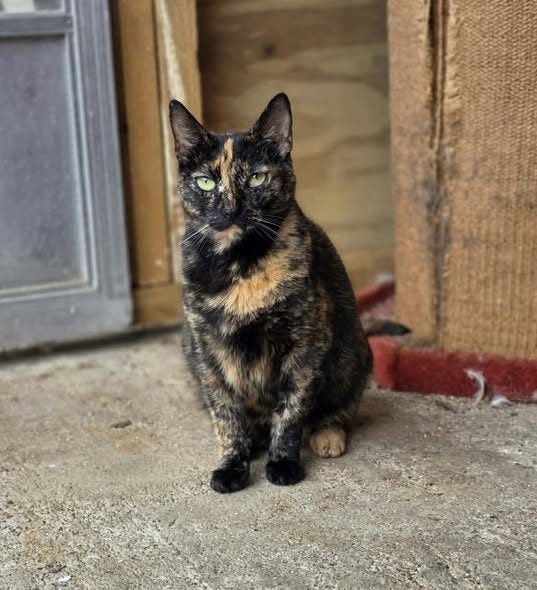 Rescue cat Phoebe Carousel 1