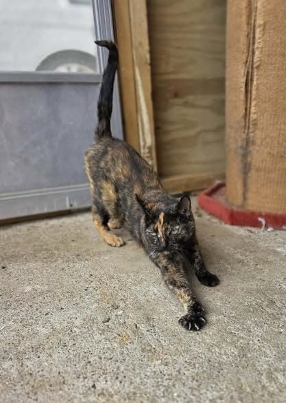 Rescue cat Phoebe Carousel 2