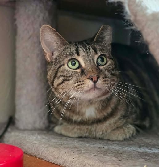 Rescue cat Nemo Carousel 1