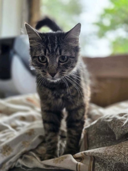 Rescue cat Munchkin Carousel 1