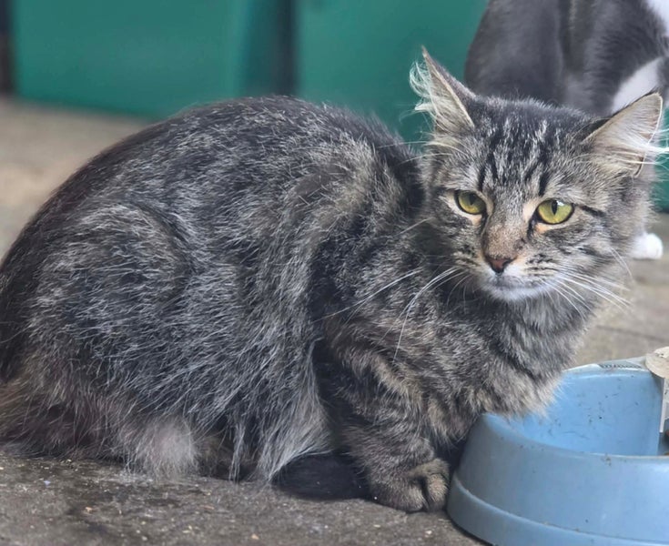 Rescue cat Munchkin Carousel 2
