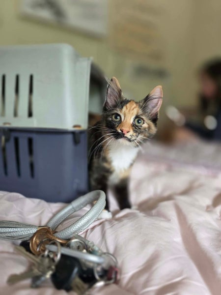 rescue kitten Bowie Carousel 2