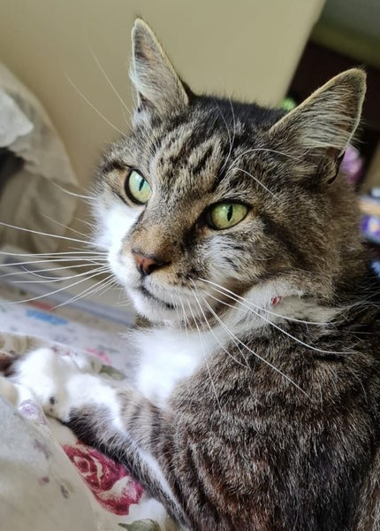 Cats Protection Canterbury - Sam Carousel 1