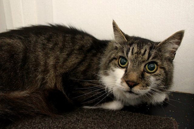 Cats Protection Canterbury - Sam Carousel 2