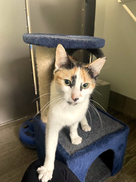 Cats Protection Canterbury - Gucci Carousel 2