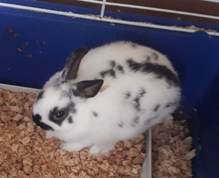 NETHERLAND DWARF BABY BUNNIES Carousel 1