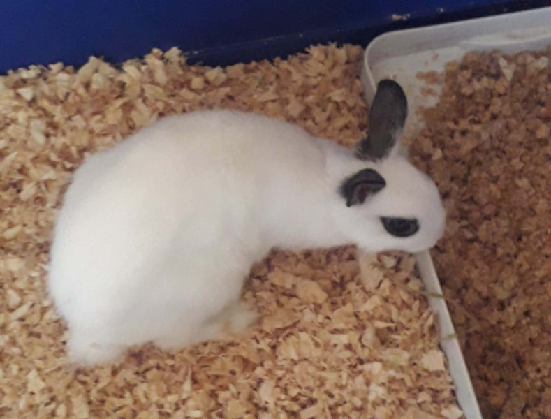 NETHERLAND DWARF BABY BUNNIES Carousel 2