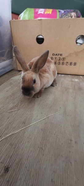 Minirex x Carousel 2