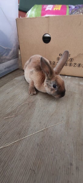 Minirex x Carousel 3