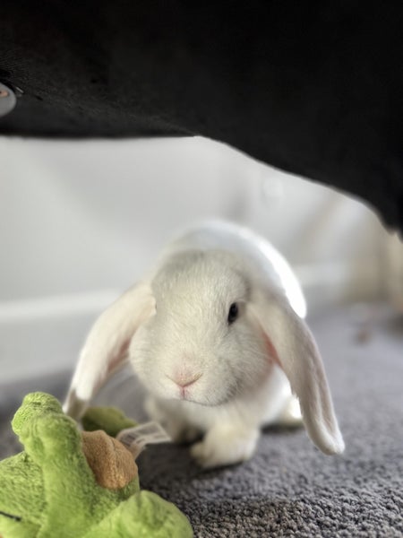 Mini lop very friendly! Carousel 2