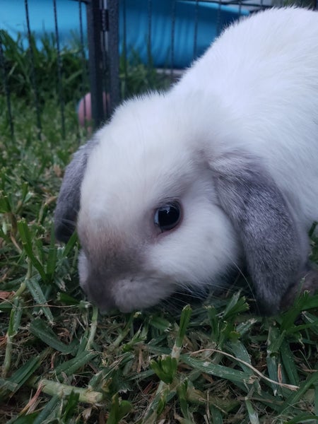 Mini Lop Brother & Sister – Fully Vaccinated, 15 Weeks Carousel 1